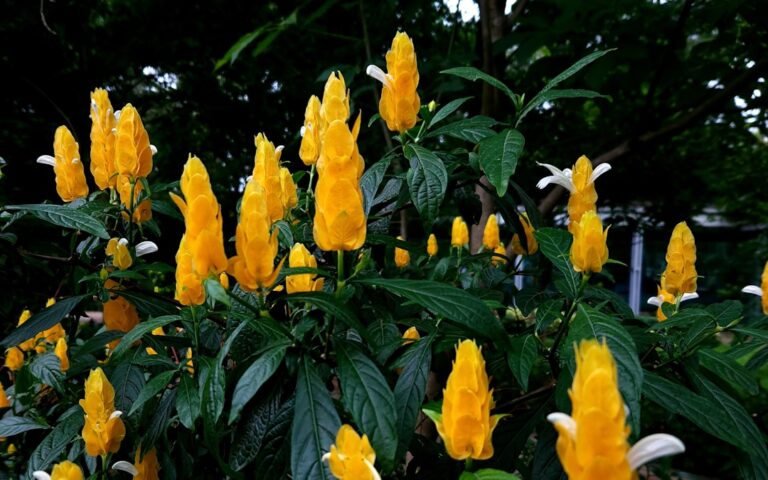 Photo Shrimp plant: Flower, Shrimp